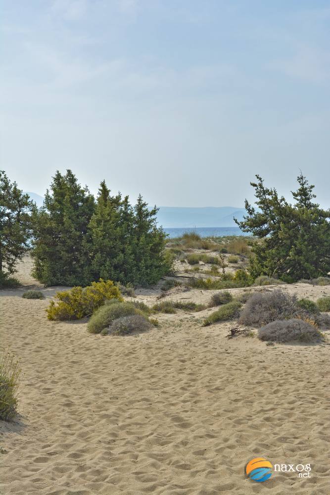 Glyfada beach sand dunes and cedar trees