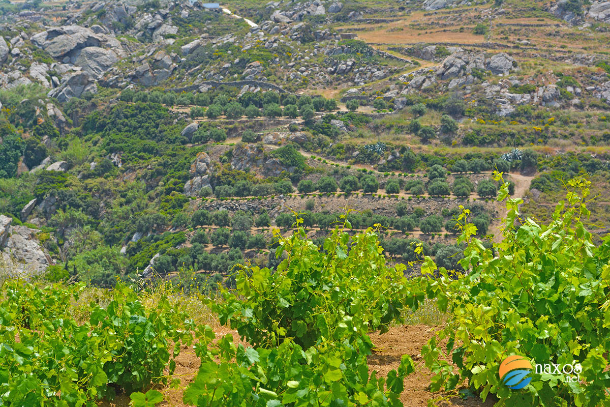 Naxos, the biggest Cycladic island