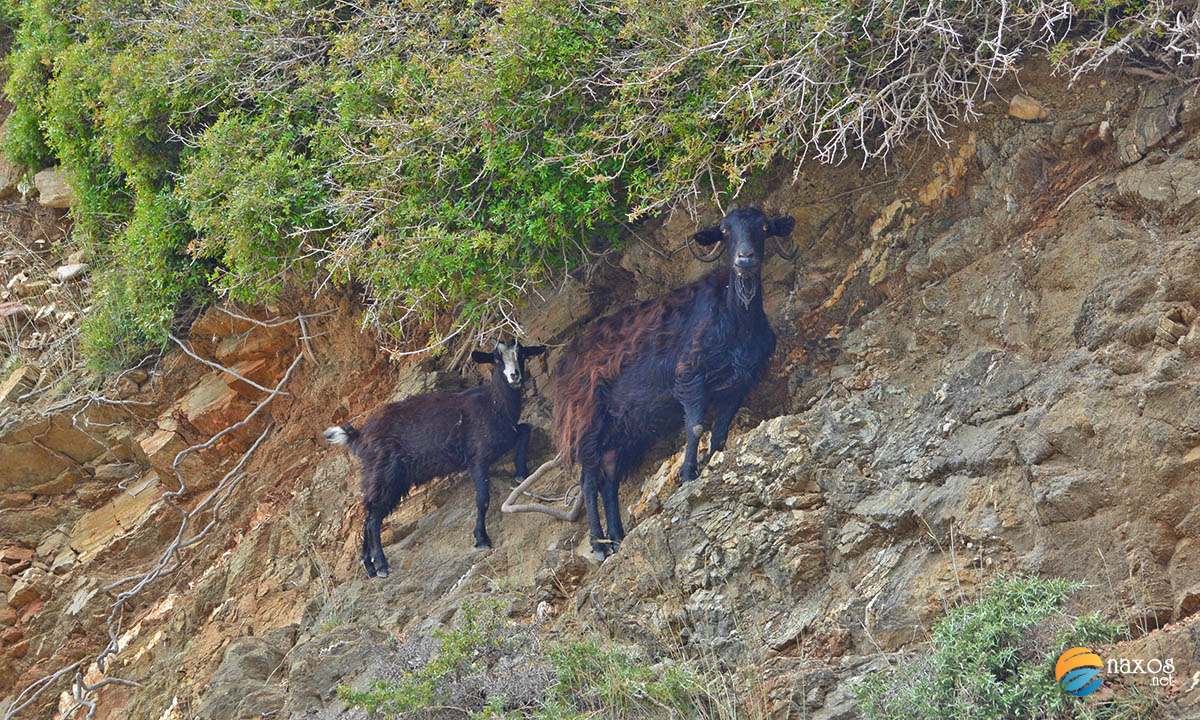 Free grazing goats on Naxos