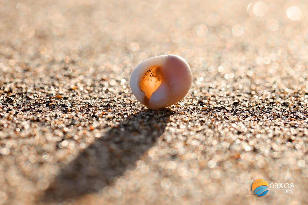 Gathering seashells on Naxos