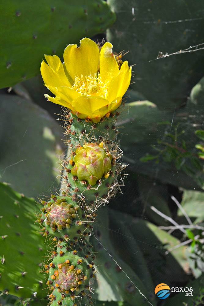 Prickly pears in flowers at Tripodes village
